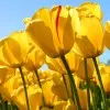 Sneha