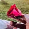 Afreen fatima