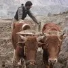 Karim Ullah Khan