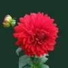 Tanvir Hassan
