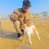 yogi rohilla