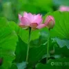 Huiyan Wang