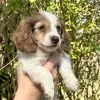 Puppy Perks inc Corporate Puppy cuddles