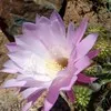 Kumbie Gondongwe