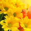 Nilam