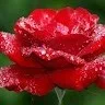 Sharique Anwer