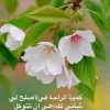 Wafa Mohammad AlMereb