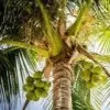 Cocos Charlt