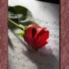 Sabina Kelley