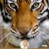 Amarjeet Singh