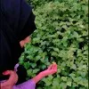 Khushnuma Khan