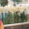 Puneeta