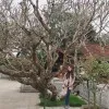 Ha Vo Ngoc