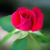 PRANITHA