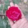sofi shaik haseeb ahmed