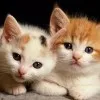 Towhidul Islam