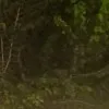 Jyoti