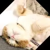 Hendree Teoh