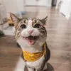 Krpt Cat