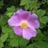Renee Parke