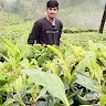 golla gopalu