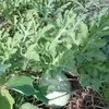naibuka Vuli