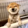 Miya Lu