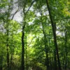 Mackenzie Larson