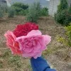 Ela Kawaf