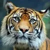 Ram Chavan