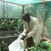 Noah Juma