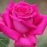 Thirupathi