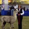 Carrie Davis