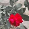 Raid