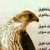 Hani Hammad