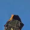 Syeda Midhat
