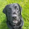 Mike Vanlent