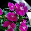 Geetha