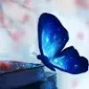 Laxmi Halder