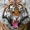 Naresh Amrutha