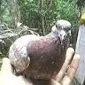 Nabendu Raul