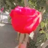 ARHAM Nadeem