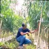 Jois Frenka Sebayang