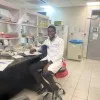 Kingsley Osei