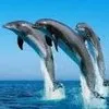 nalinee gawde