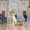 Mirsat Genç