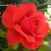 devi vijay