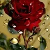 Fawad