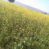 Inderjeet Regar
