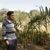 Babar Malik